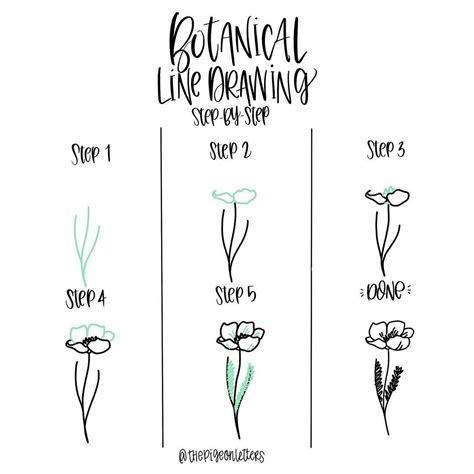 botanical line drawing|botanical sketches for beginners.